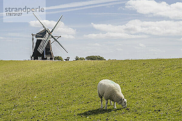 Germany  Schleswig-Holstein  Pellworm  Grazing sheep with Nordermuhle mill in background