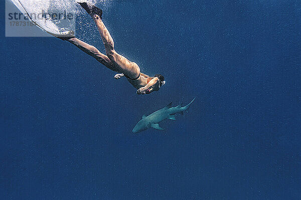 Frau mit Ammenhaien schwimmt im Meer
