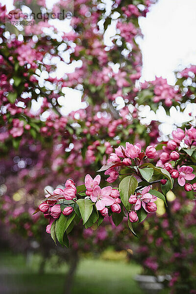 Rosa Apfelblüten blühen am Baum im Garten