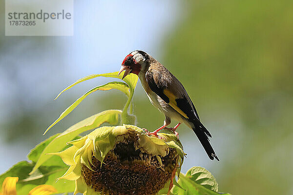 Europäischer Stieglitz (Carduelis carduelis) ernährt sich von Sonnenblumen