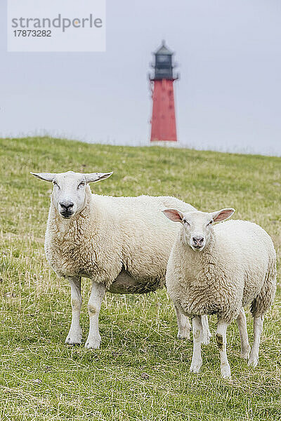 Zwei Schafe stehen auf einem Deich  im Hintergrund ein Leuchtturm