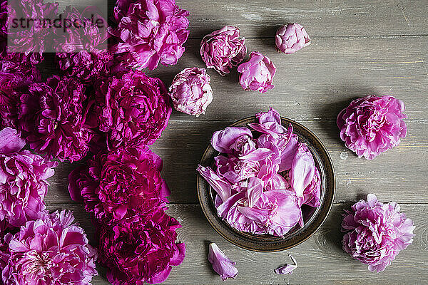 Studio shot of heads of pink blooming peony flowers lying against wooden background