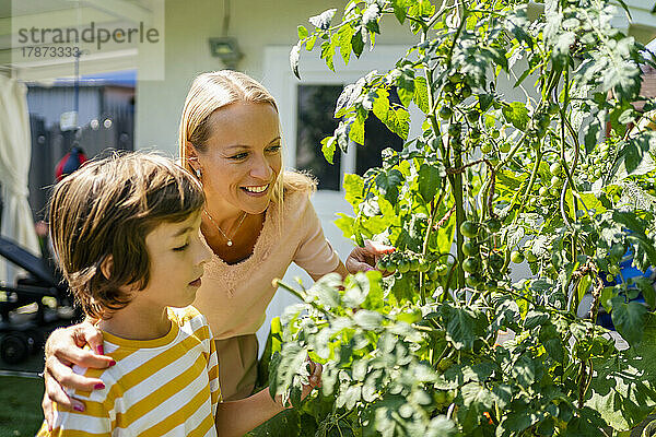 Mutter und Sohn pflücken Tomaten von Pflanzen im Garten