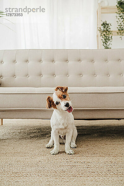 Hund mit geneigtem Kopf sitzt zu Hause vor dem Sofa
