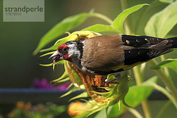 Europäischer Stieglitz (Carduelis carduelis) ernährt sich von Sonnenblumen