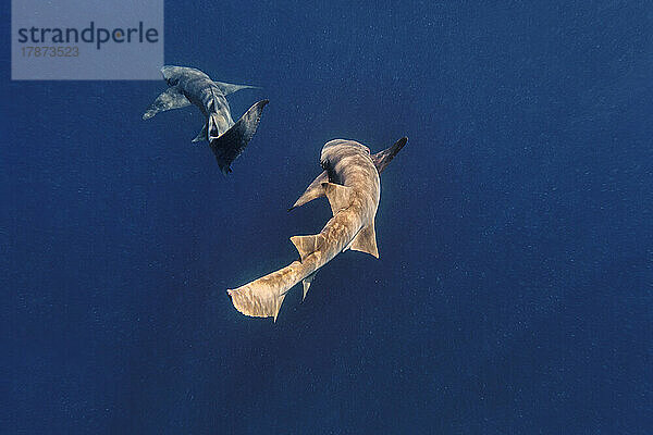 Ammenhaie schwimmen im tiefblauen Meer