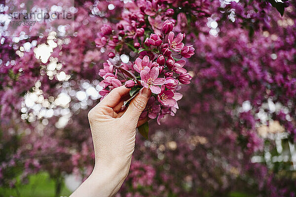 Hand einer Frau  die Apfelblüten hält