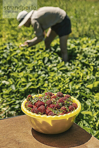 Bowl of fresh strawberries in farm on sunny day