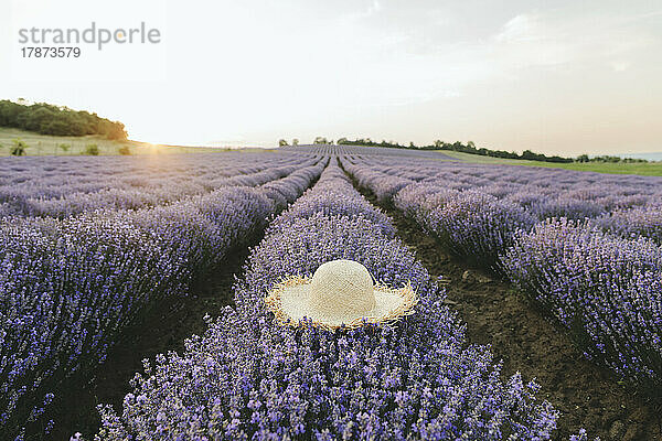 Strohhut auf Lavendelpflanzen im Feld