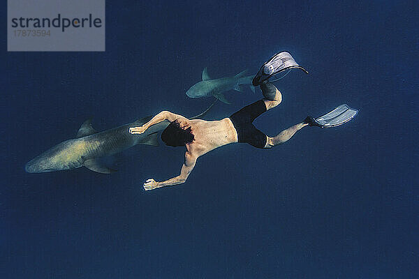 Man swimming with nurse sharks in sea