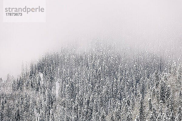 Ruhige Szene mit schneebedeckten Bäumen an einem nebligen Tag