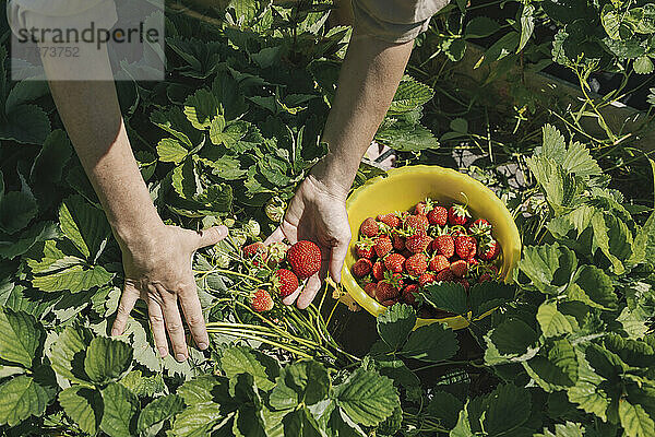 Hände eines Bauern  der an einem sonnigen Tag Erdbeeren auf dem Feld pflückt