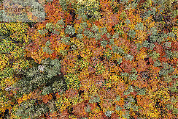Drohnenansicht des Herbstwaldes im Steigerwald