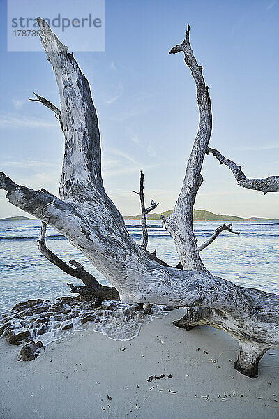 Seychellen  La Digue  Treibholz liegt am Sandstrand