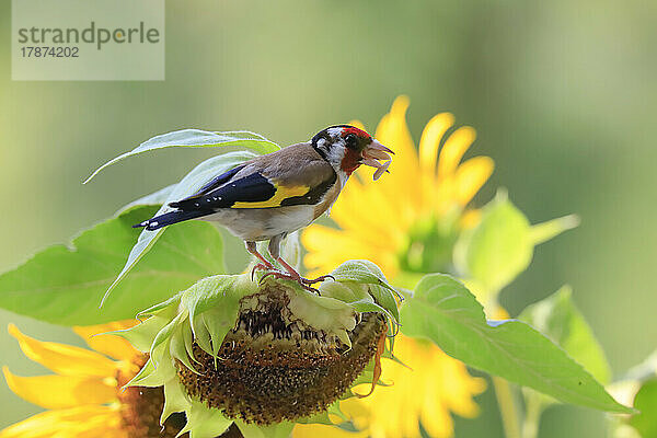 Europäischer Stieglitz (Carduelis carduelis) ernährt sich von Sonnenblumen