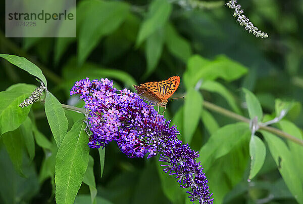 Silbergewaschener Perlmutterfalter (Argynnis paphia) sitzt auf einer violett blühenden Blüte