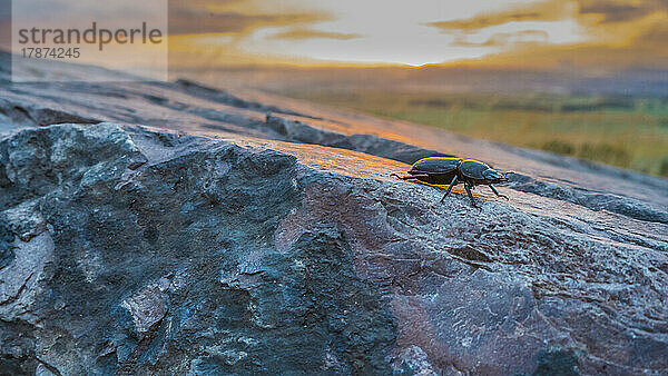 Hirschkäfer auf Felsen bei Sonnenuntergang