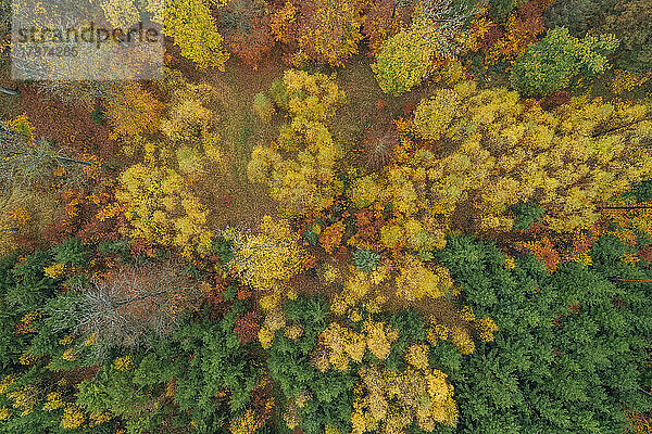 Drone view of autumn forest in Franconian Heights