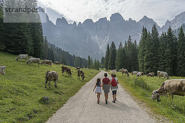 Mutter geht mit Sohn und Tochter auf der Straße durch weidendes Vieh auf der Wiese im Park Pale di San Martino  Trentino  Italien