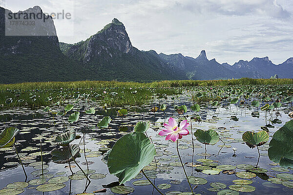 Rosa Lotusblume schwimmt im See