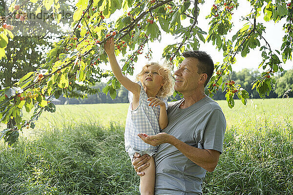 Vater trägt Tochter und pflückt Kirschen vom Baum
