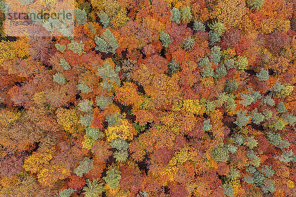 Drone view of autumn forest in Steigerwald