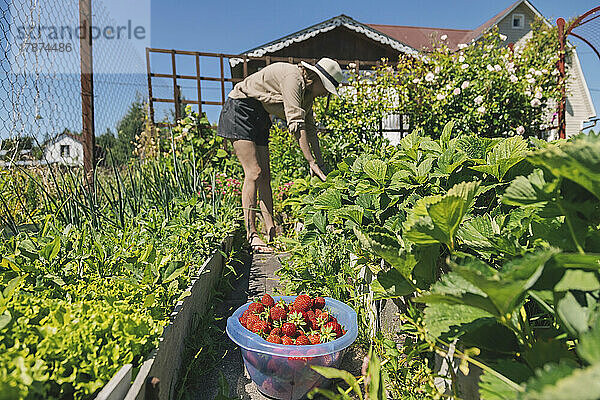 Bauer arbeitet an einem sonnigen Tag in der Erdbeerfarm