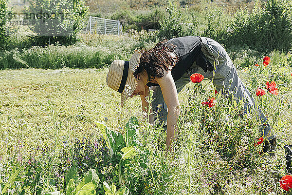 Bauer mit Hut untersucht Pflanzen auf dem Feld