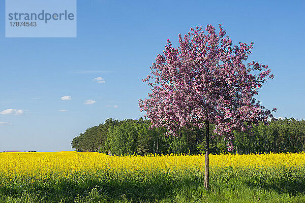 Ein einzelner Kirschbaum blüht im Frühling vor einem riesigen Rapsfeld