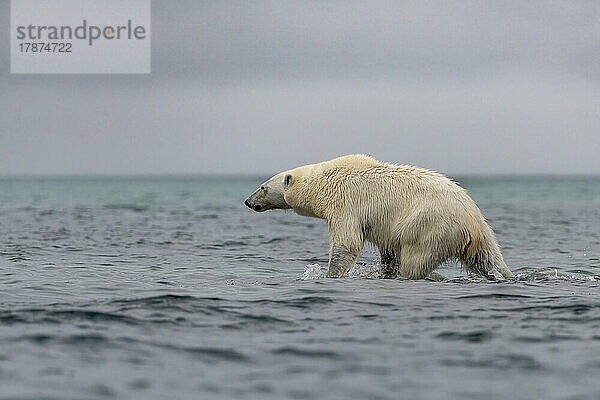 Eisbär (Ursus maritimus) auf der Jagd im Arktischen Ozean