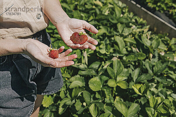 Bauer mit Erdbeeren steht an einem sonnigen Tag auf dem Feld