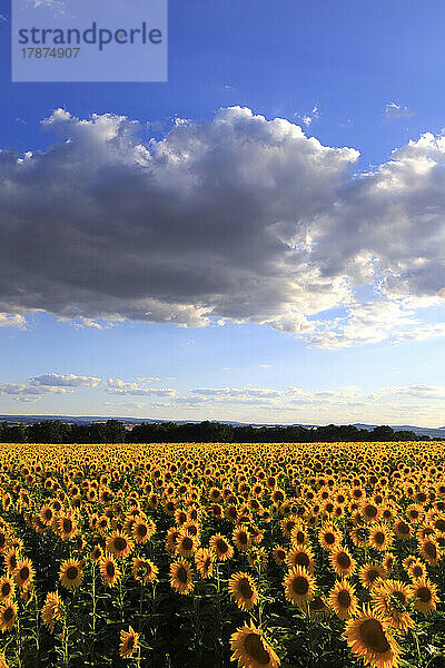 Wolken über blühenden Sonnenblumen auf einem riesigen Sommerfeld