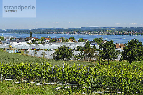 Deutschland  Baden-Württemberg  Reichenau  Sommerweinberg mit Gewächshäusern im Hintergrund