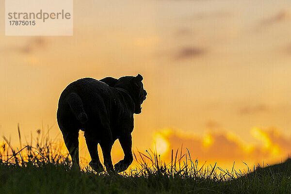 Silhouette eines Labrador Retrievers  der bei Sonnenuntergang auf Gras läuft