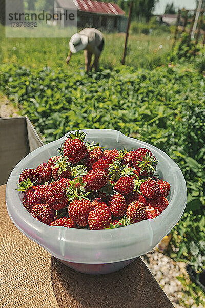 Schüssel mit frischen Erdbeeren in einer Schüssel auf dem Bauernhof