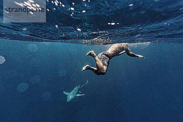 Mann schwimmt mit Hai im Meer