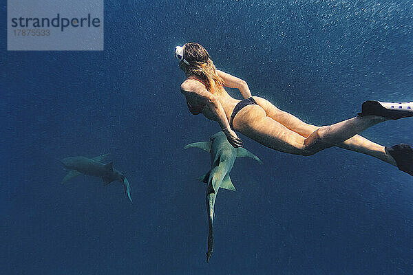 Frau schwimmt mit Ammenhaien im tiefblauen Meer