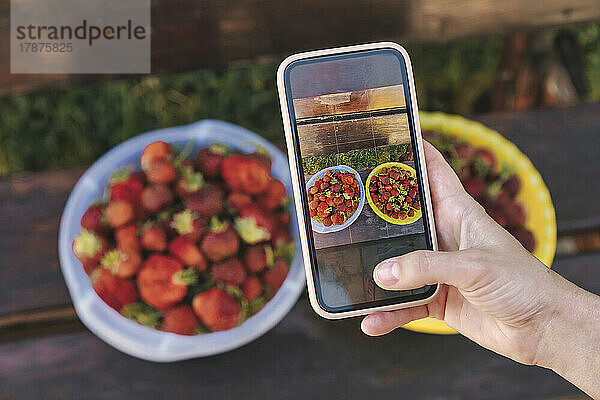Farmer photographing bowl of fresh strawberries through smart phone