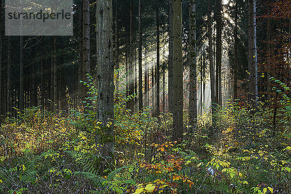 Sonnenstrahlen im üppigen Herbstwald