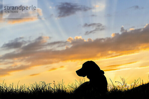 Silhouette eines Labrador Retrievers  der im Gras vor der untergehenden Sonne liegt