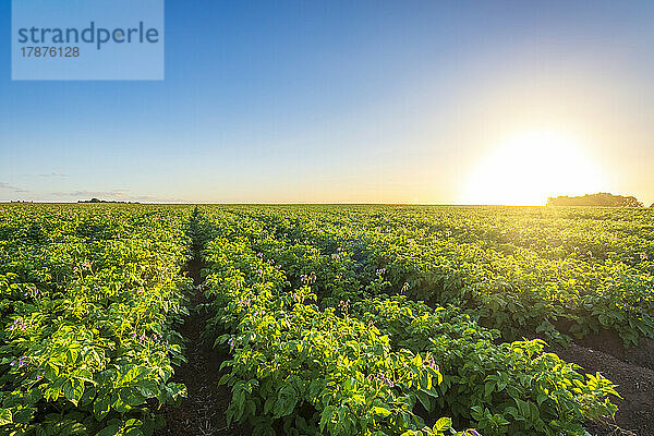 Riesiges Kartoffelfeld bei sommerlichem Sonnenuntergang