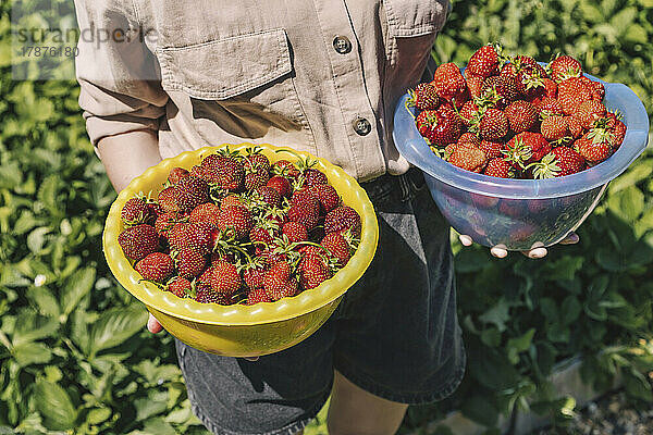 Bauer mit Schüsseln mit frischen Erdbeeren auf dem Bauernhof an einem sonnigen Tag