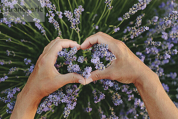 Hände einer Frau gestikulieren in Herzform im Lavendelfeld