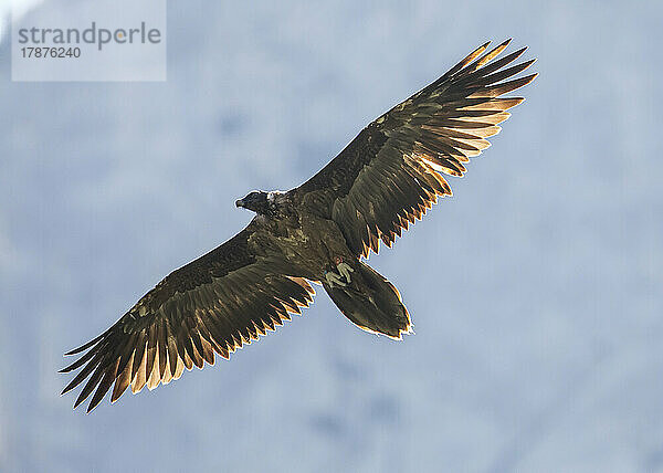 Bearded vulture (Gypaetus barbatus) in flight