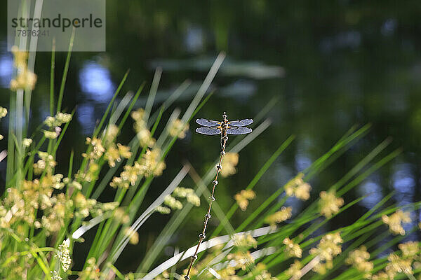 Libelle sitzt auf Pflanzenstamm