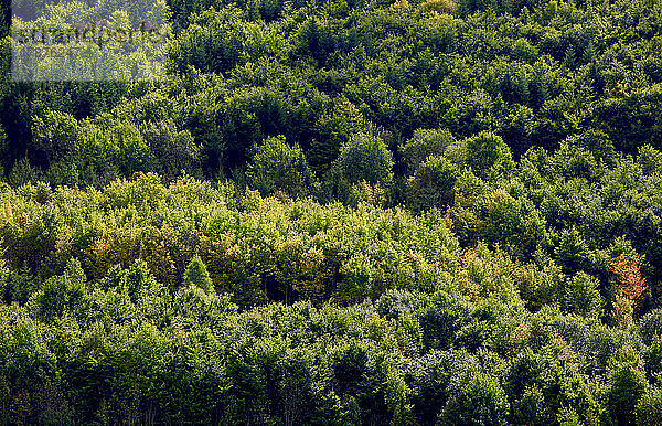 Luftaufnahme der grünen Wälder im Schwarzwald