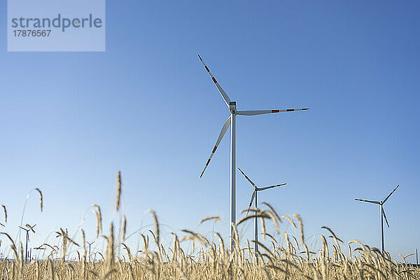 Windkraftanlagen im Weizenfeld an einem sonnigen Tag