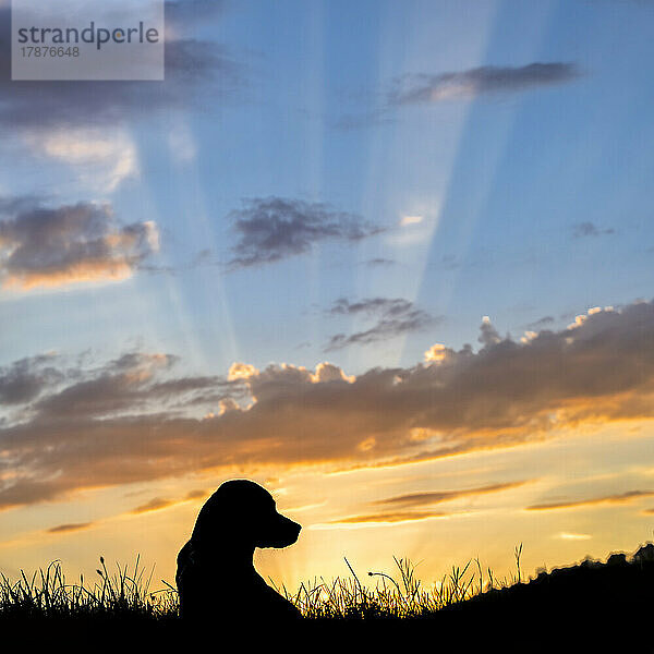 Silhouette eines Labrador Retrievers  der im Gras vor der untergehenden Sonne liegt