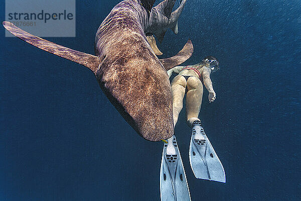 Woman swimming by nurse shark in deep sea
