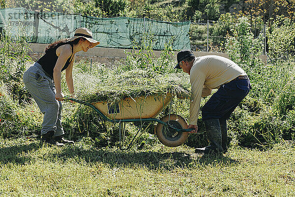 Reifer Landarbeiter hilft Kollegen beim Anheben der Schubkarre auf dem Feld